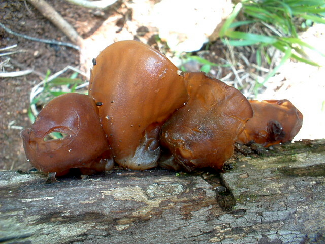 Hirneola auricula-judae